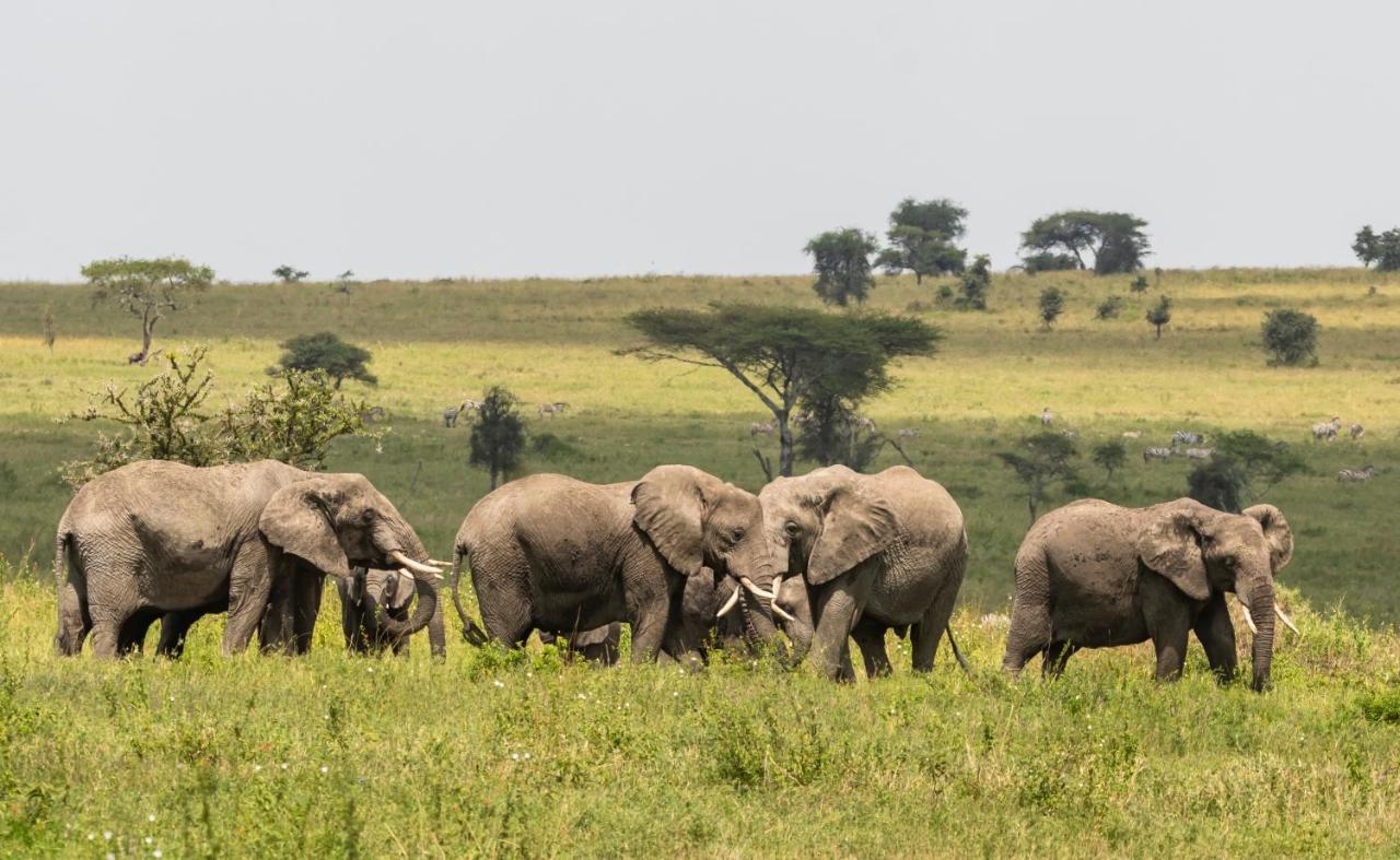 Ngorongoro Lodge Member Of Melia Collection - The Leading Hotels Of The World Buitenkant foto