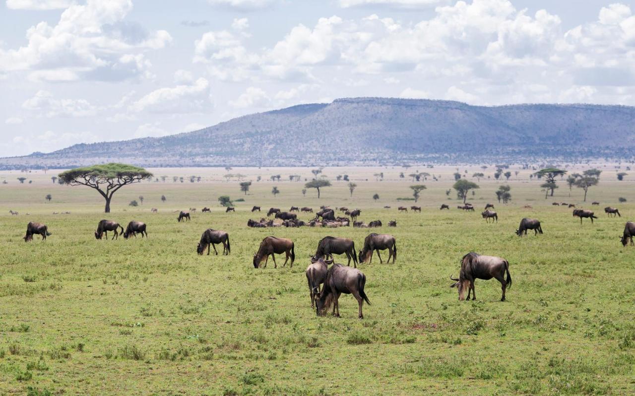 Ngorongoro Lodge Member Of Melia Collection - The Leading Hotels Of The World Buitenkant foto