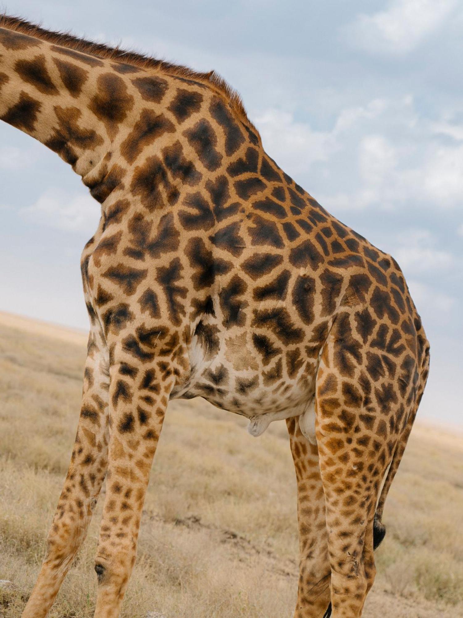 Ngorongoro Lodge Member Of Melia Collection - The Leading Hotels Of The World Buitenkant foto