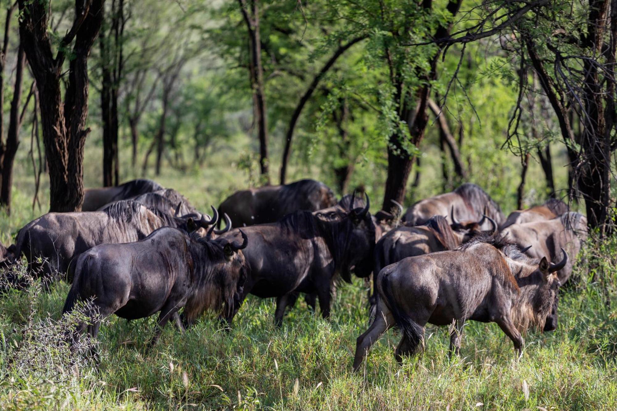 Ngorongoro Lodge Member Of Melia Collection - The Leading Hotels Of The World Buitenkant foto