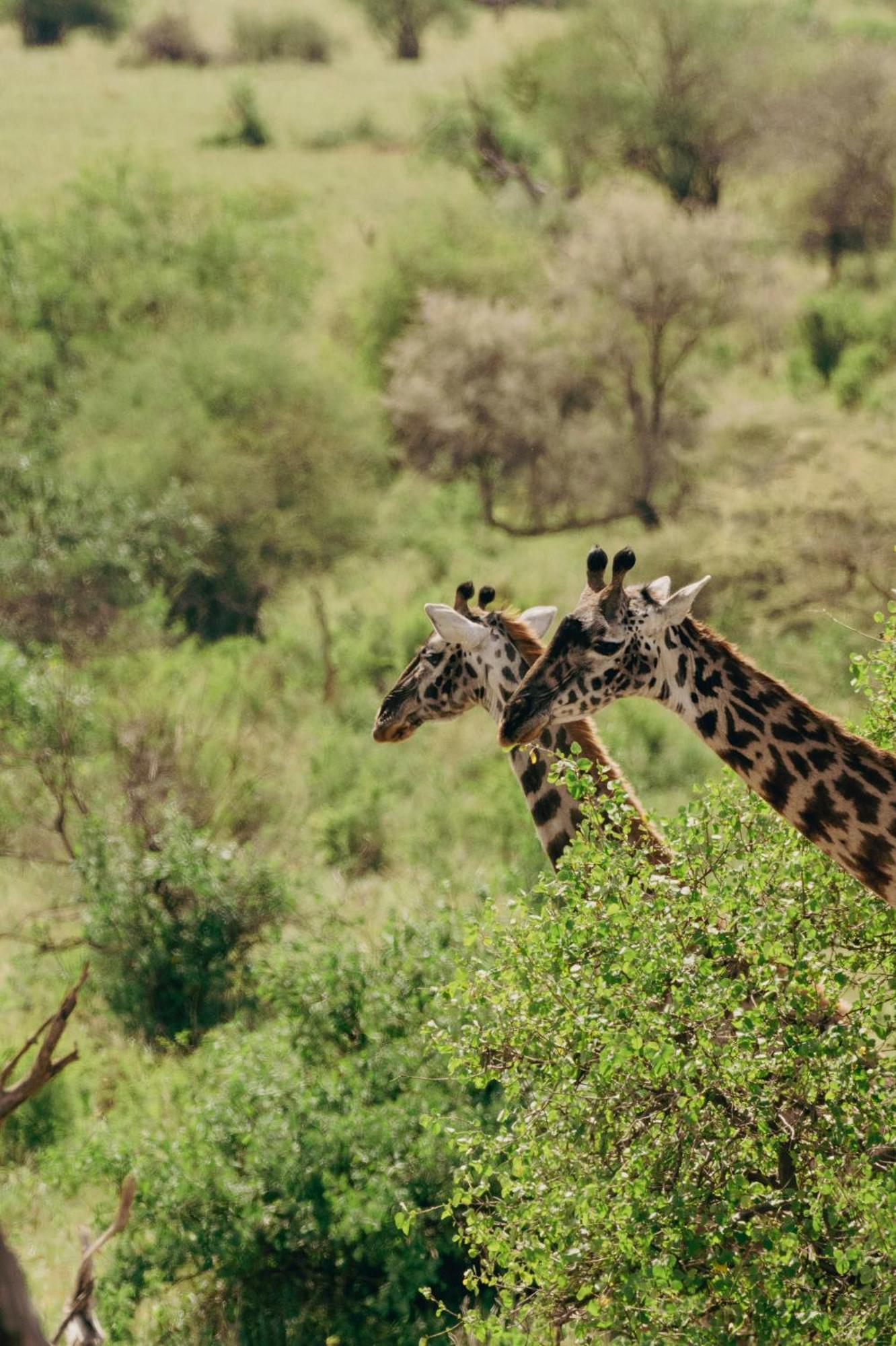Ngorongoro Lodge Member Of Melia Collection - The Leading Hotels Of The World Buitenkant foto